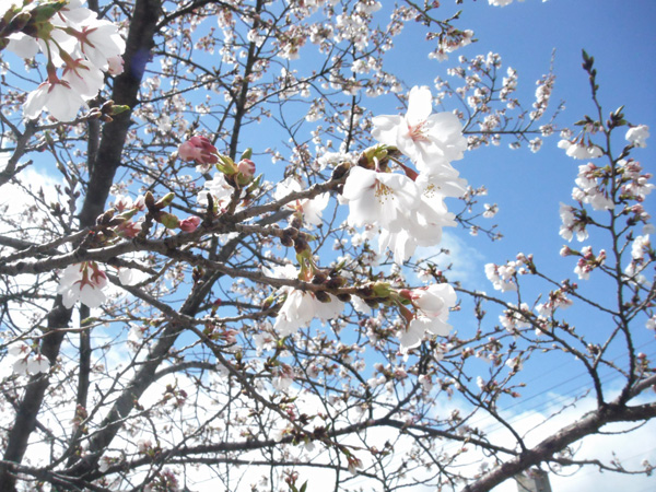 善光寺と城山公園の桜
