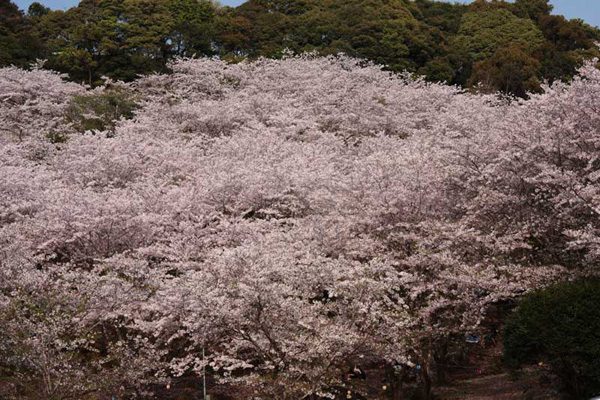 観音ヶ池市民の森の桜