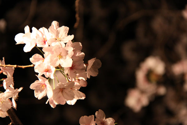 天神中央公園の桜