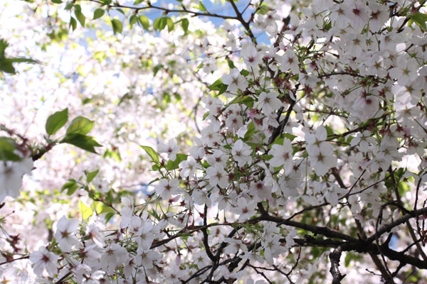 天神中央公園の桜