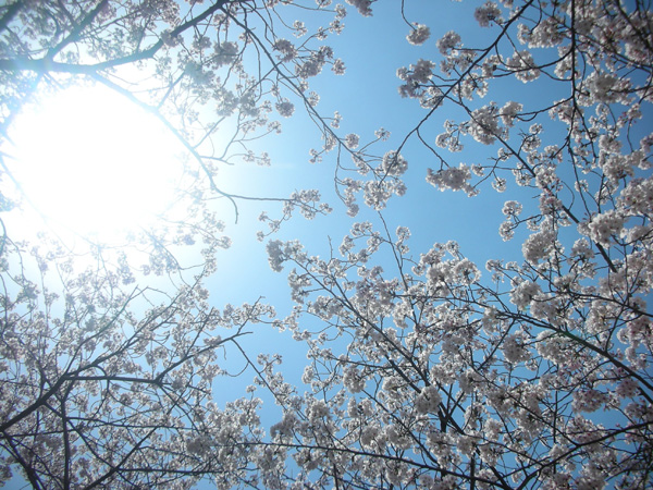 大分県大分市の平和公園の桜
