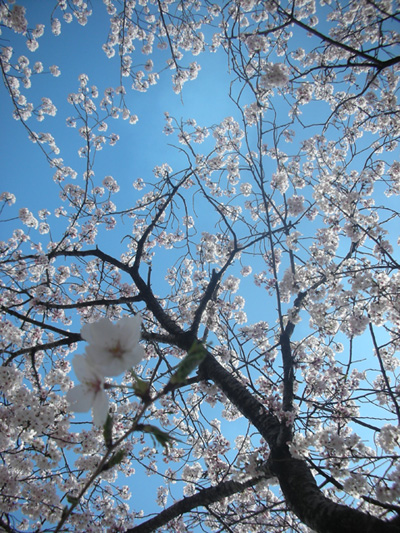 大分県大分市の平和公園の桜