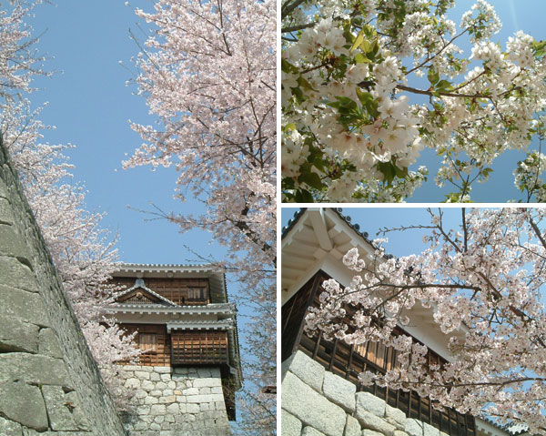 松山城の桜