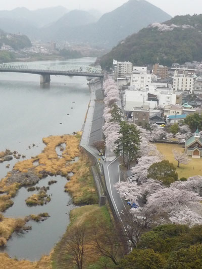 犬山城の桜
