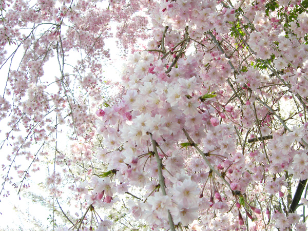 名古屋市中心の堀川の御用水路街園のシダレ桜