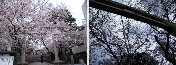 山王日枝神社の鳥居と桜