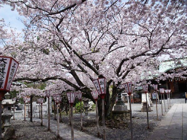 日枝神社の大枝の桜
