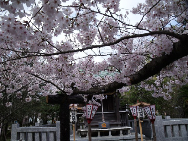 天満宮前の桜