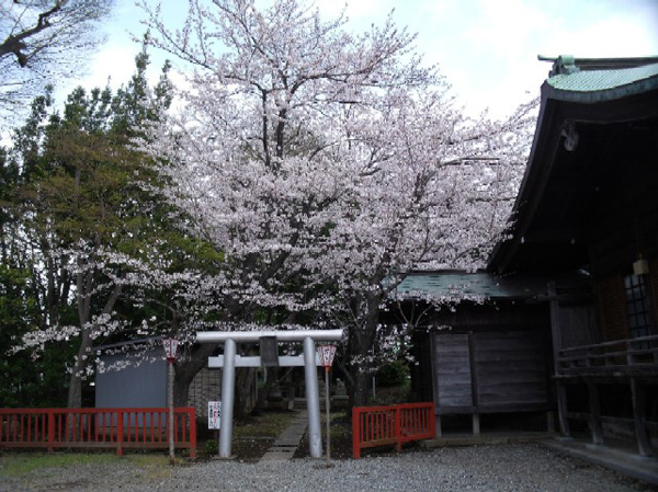 日枝神社の本堂左脇の桜