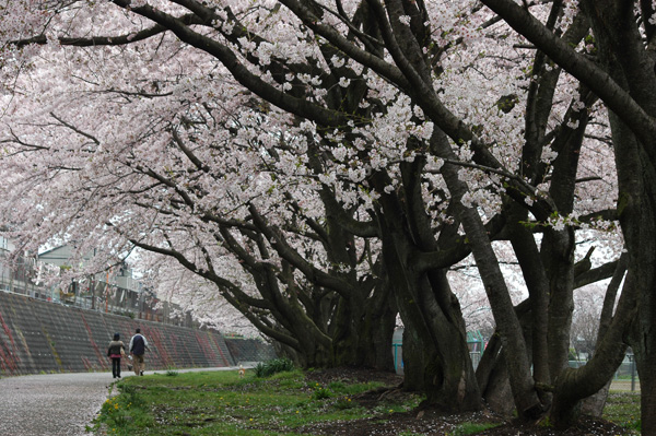 富士山南麓の桜