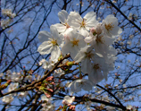 中四国からの桜だより写真