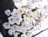関西からの桜だより写真