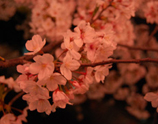 関東からの桜だより写真