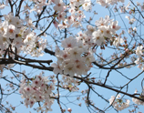 九州からの桜だより写真