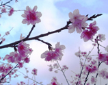 沖縄からの桜だより写真
