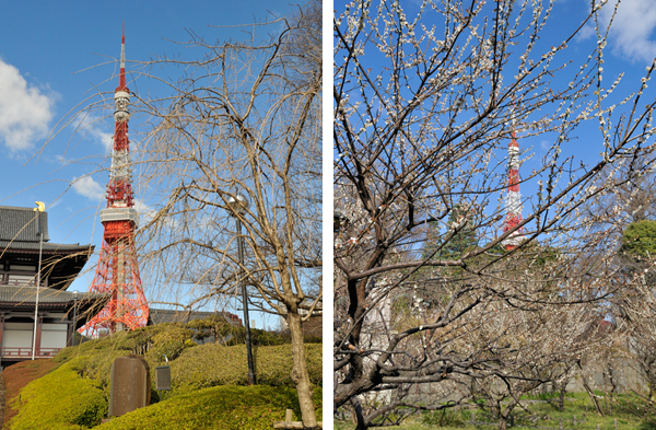 増上寺の境内の枝垂桜（写真左）、芝公園内の梅園（写真右）