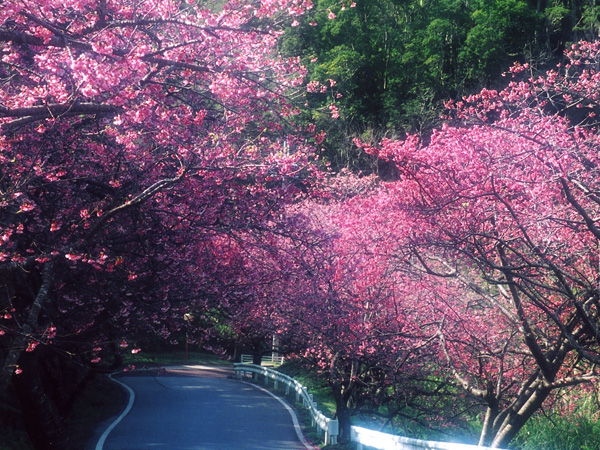 沖縄県本部町ではヒガン桜が見頃です