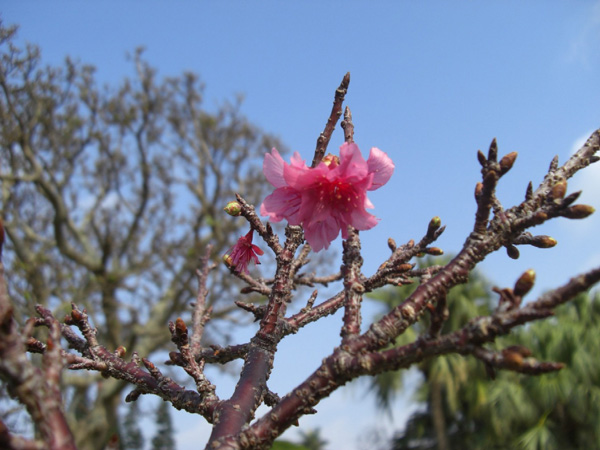 那覇市与儀公園の桜