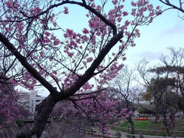 那覇市与儀公園の桜が満開に！