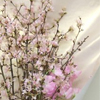 「桜とスイートピーの花束」札幌グランドホテル店