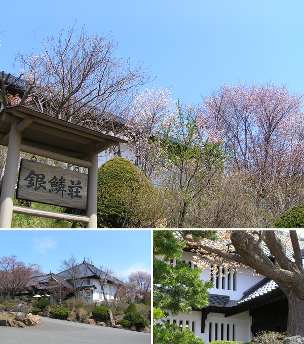 銀鱗荘と桜