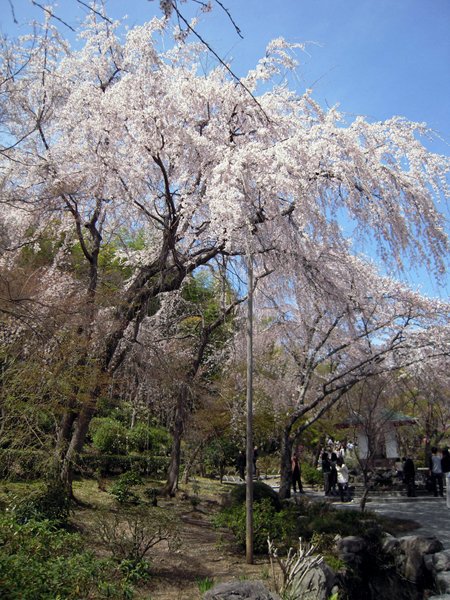天龍寺の枝垂桜