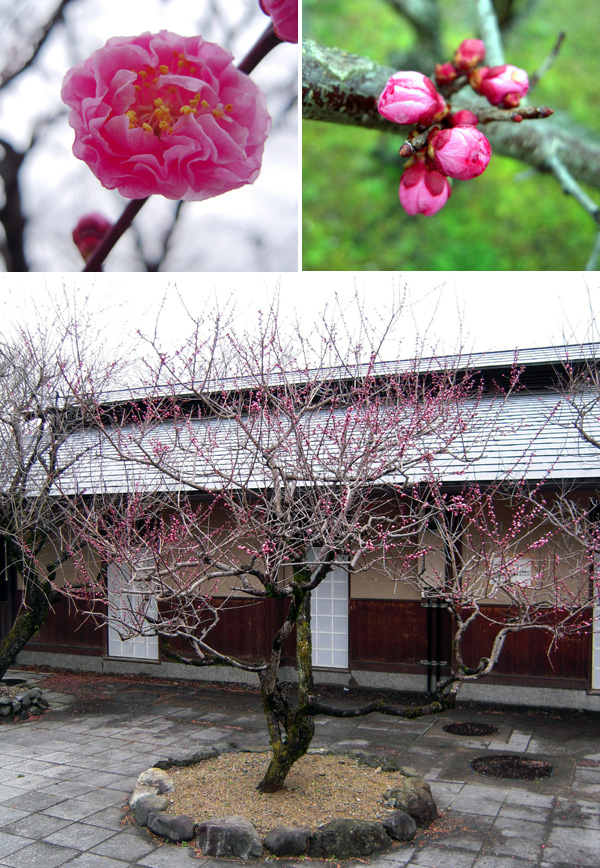 中ノ島公園の梅の花