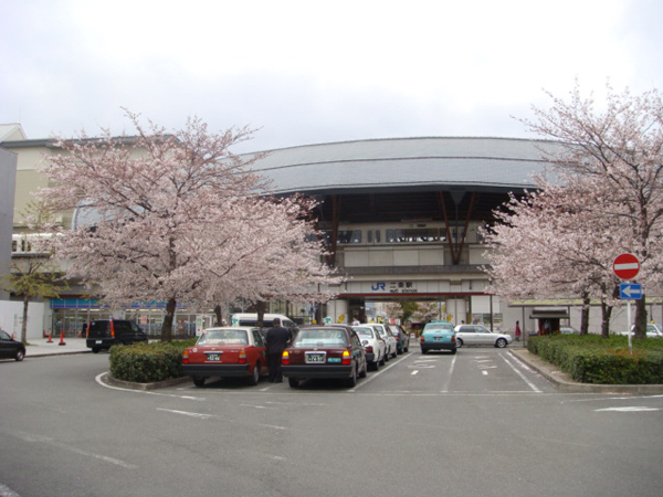 京都 二条城の桜