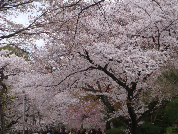 京都 二条城の桜