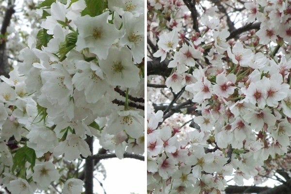平城宮跡（へいじょうきゅうせき）の桜