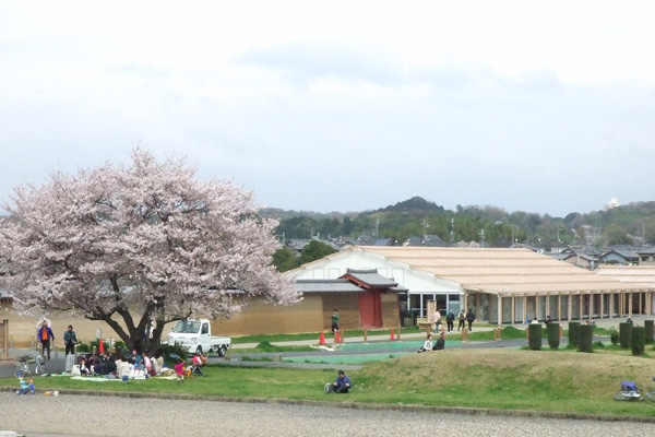 平城宮跡（へいじょうきゅうせき）の桜
