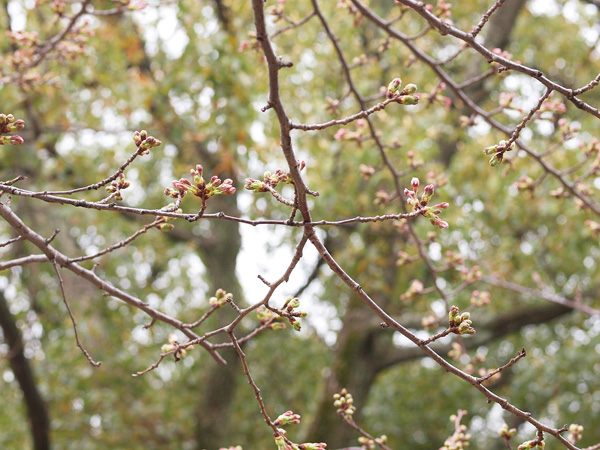 靱公園（うつぼこうえん）の桜