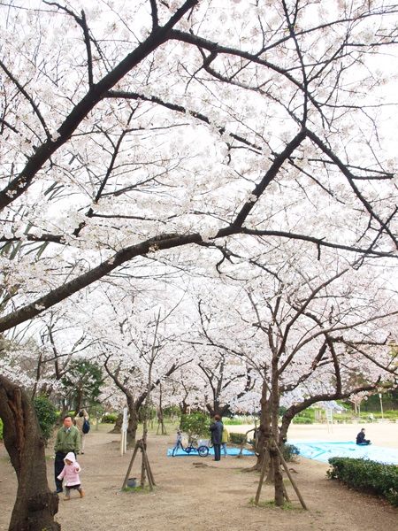 うつぼ公園の桜