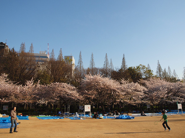 うつぼ公園の桜