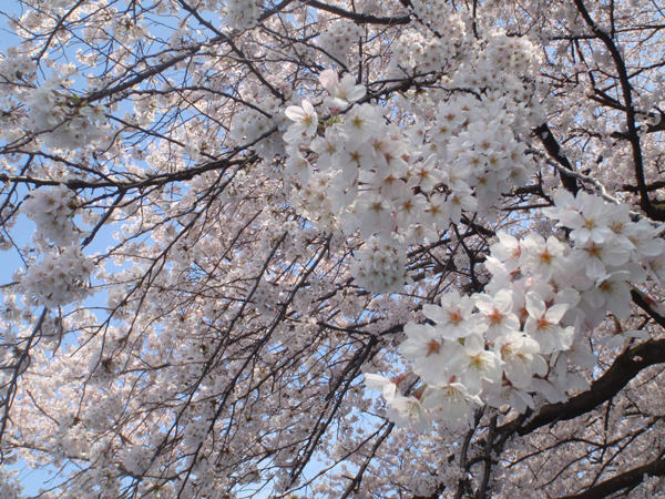 垂れるように伸びる桜の枝