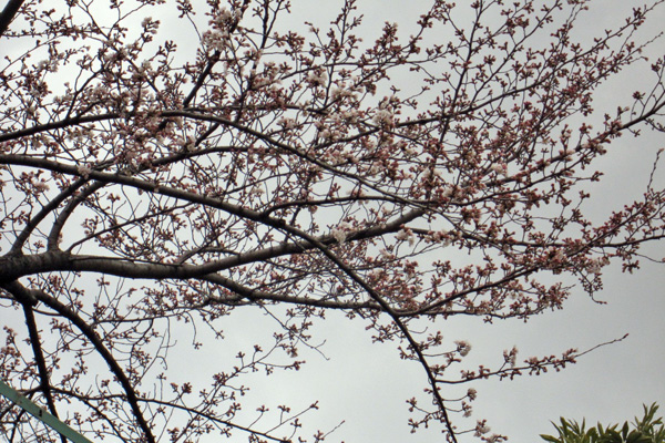 駅前の神社の桜