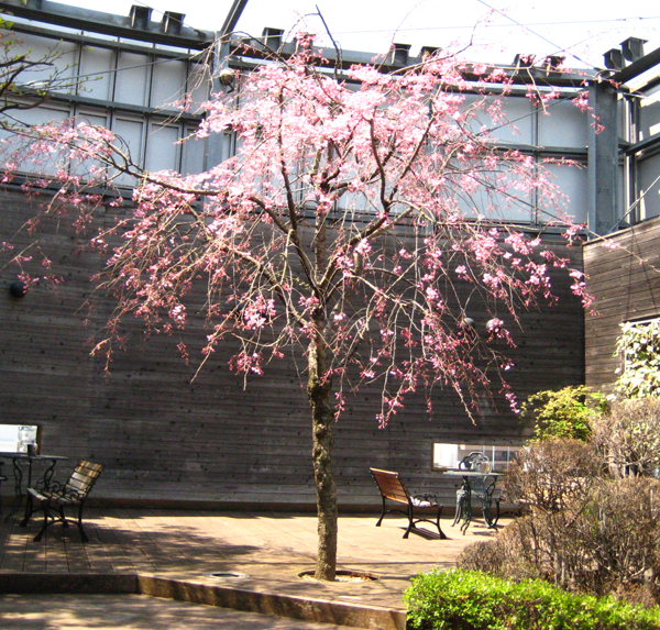 屋上庭園のしだれ桜