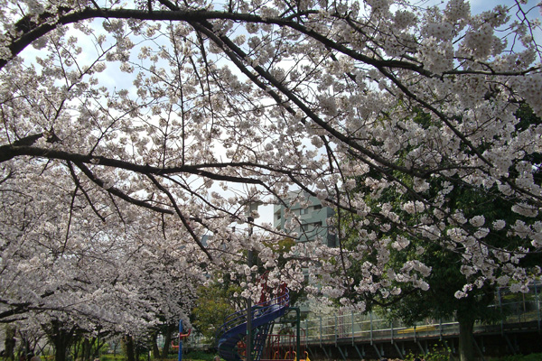 八重咲き品種の桜