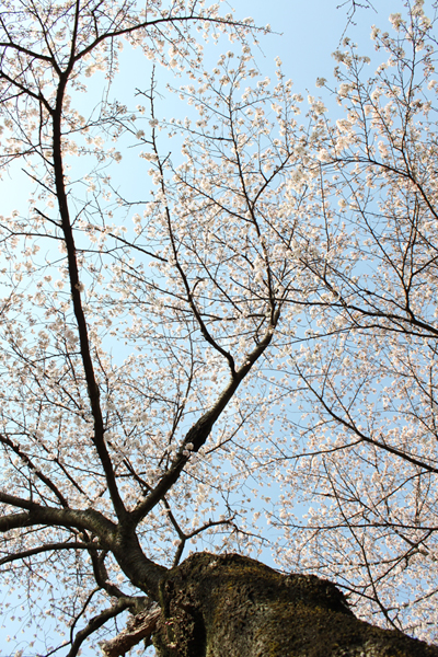 下から見上げる桜