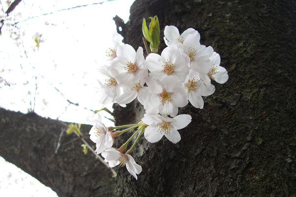 幹から花開くソメイヨシノ