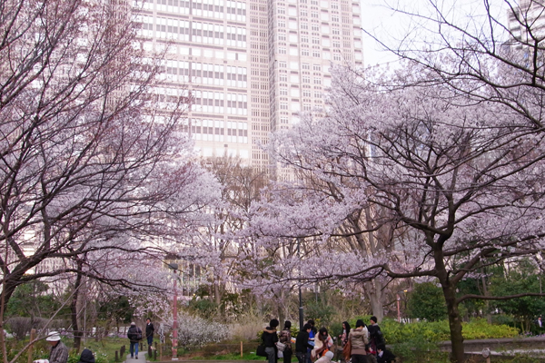新宿中央公園の桜