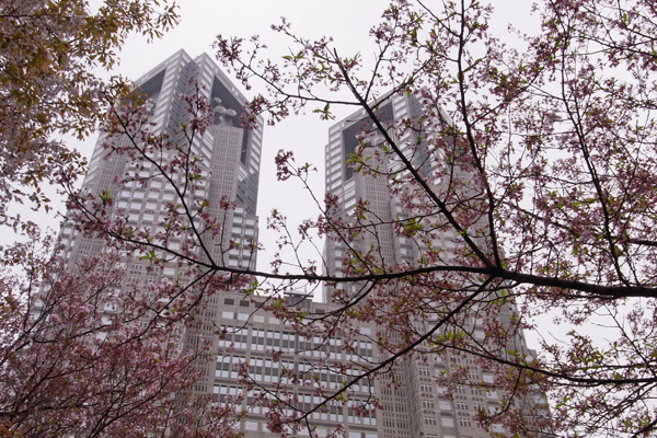 新宿中央公園の桜