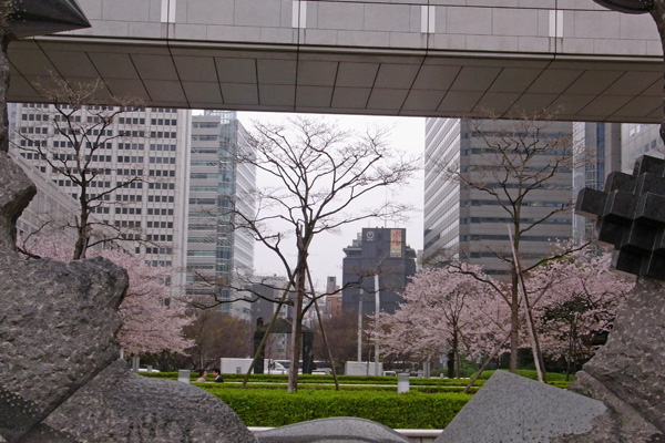 東京都庁内の桜