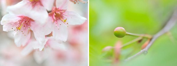 東海桜（トウカイザクラ）と河津桜（カワヅザクラ）
