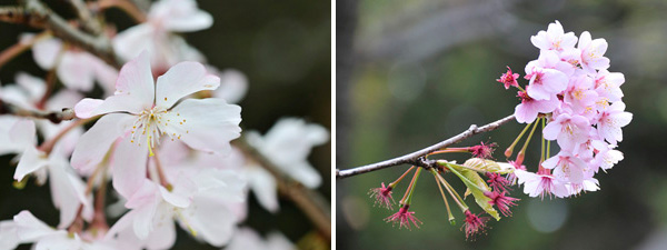 十月桜（ジュウガツザクラ）と寒桜（カンザクラ）