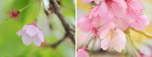 修善寺寒桜（シュゼンジカンザクラ）と大寒桜（オオカンザクラ）