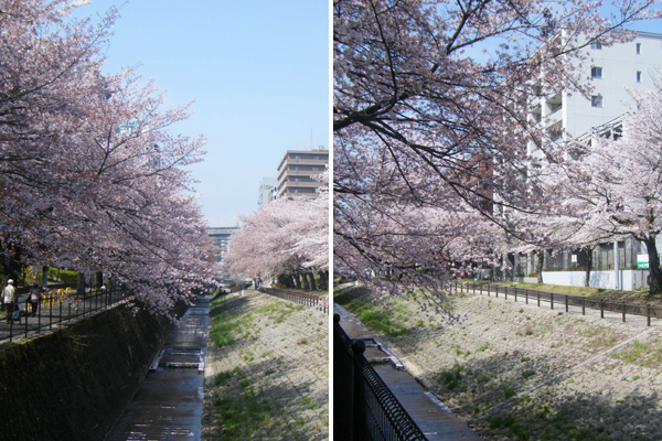 多摩センター駅付近の桜