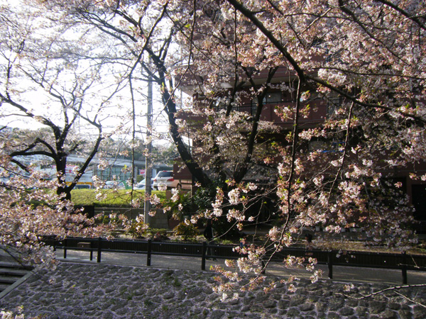 多摩センター駅付近の桜