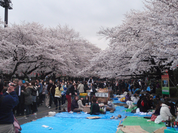 上野公園の桜と花見客