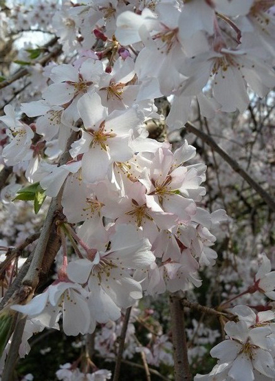 玉蔵院のしだれ桜